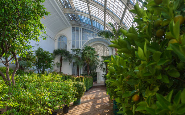 Inside the Palmenhaus Burggarten showing the greeneries that are stored their during winter time